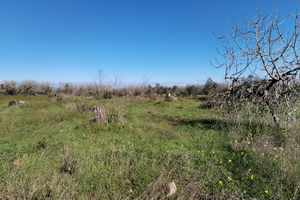 Terreno agricolo uliveto miggiano