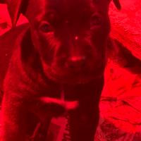 Cane corso