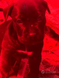 Cane corso