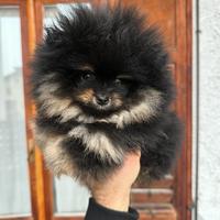 Cuccioli di Pomerania con pedigree enci