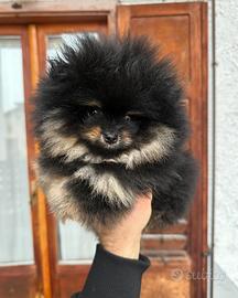 Cuccioli di Pomerania con pedigree enci