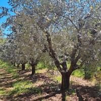 Alberi di ulivo