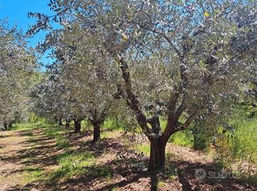 Alberi di ulivo