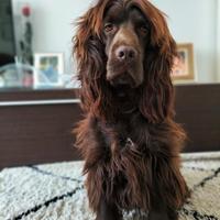 Cocker spaniel inglese