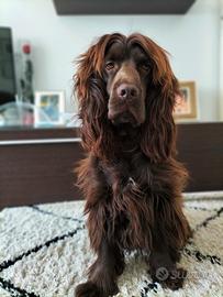 Cocker spaniel inglese