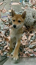 Shiba