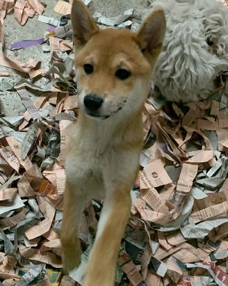 Shiba