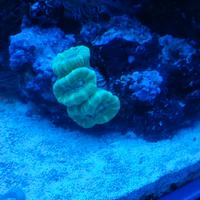 Euphyllie,talee,coralli,frag