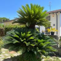 ALBERO CYCAS