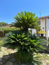 ALBERO CYCAS