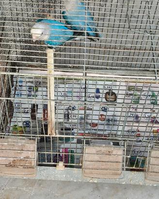  4 coppie di inseparabili 200 euro poco trattabile