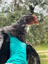 Galletto Easter Egger