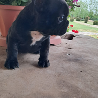 Bulldog francese femmina