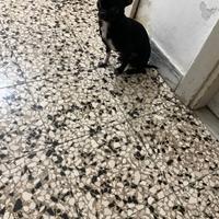 Vtr chihuahua mini Toy con pedigree