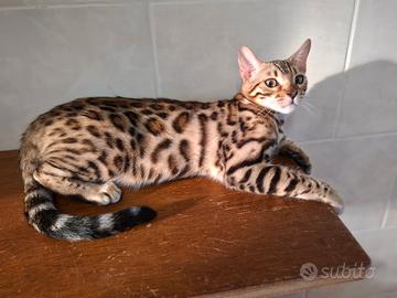 Cuccioli bengala