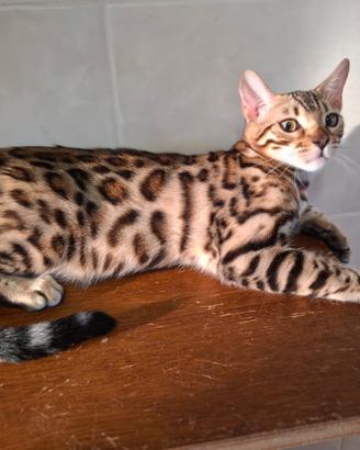 Cuccioli bengala