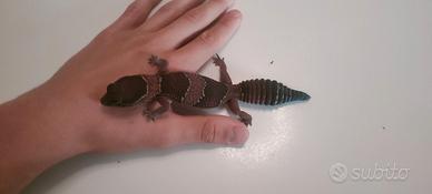 Geco leopradino