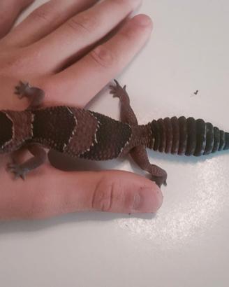 Geco leopradino
