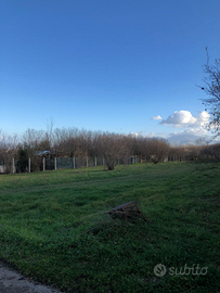 Terreno agricolo Carchitti (Palestrina)