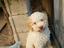 Immagine 6