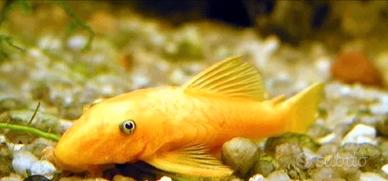 Coppia ancistrus Gold