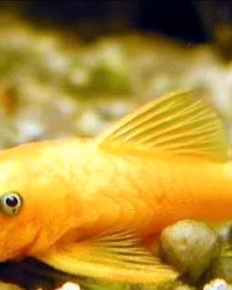 Coppia ancistrus Gold