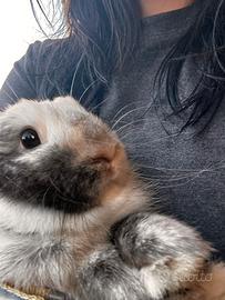 Coniglio da compagnia