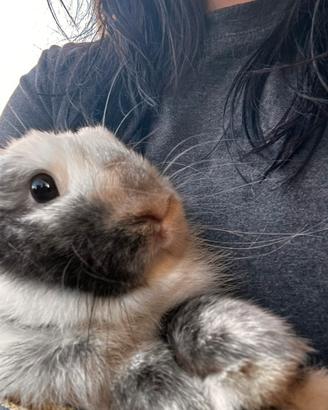 Coniglio da compagnia