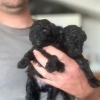 Barboncino toy e nano cuccioli neri