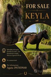 Splendida mini pony Morella