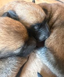Pastore belga Malinois
