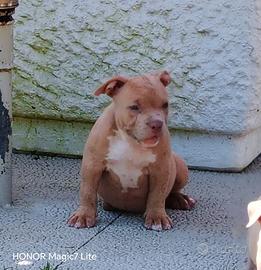 Cucciola american bully pocket