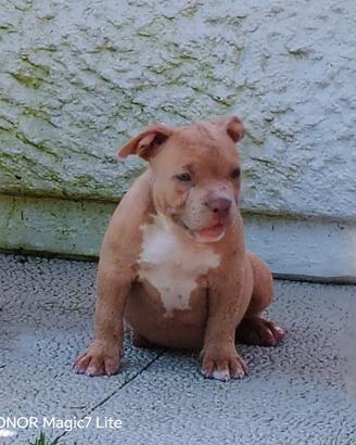 Cucciola american bully pocket