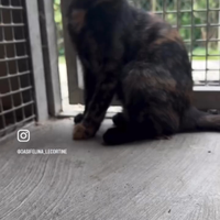 Cuccioli di gatto disponibili