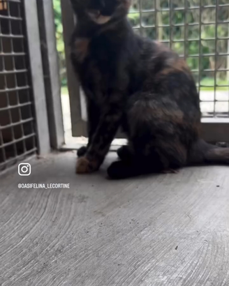 Cuccioli di gatto disponibili