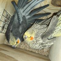 Pulli inseparabili genitori in foto