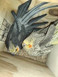 Pulli inseparabili genitori in foto