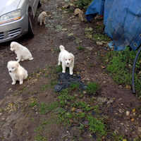 Cuccioli maremmano abruzzese
