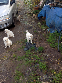 Cuccioli maremmano abruzzese