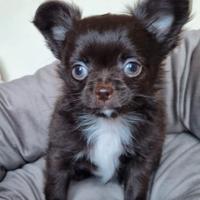 Chihuahua maschietto