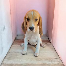 Beagle con pedigree ENCI