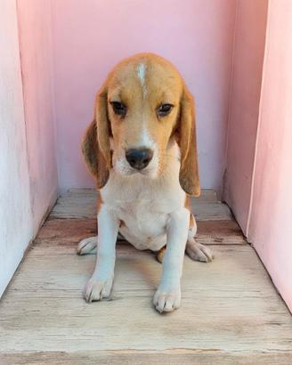 Beagle con pedigree ENCI