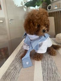 Disponibili cuccioli barboncini teacup asiatici