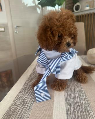 Disponibili cuccioli barboncini teacup asiatici