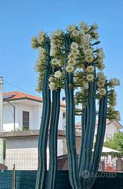 pianta grassa