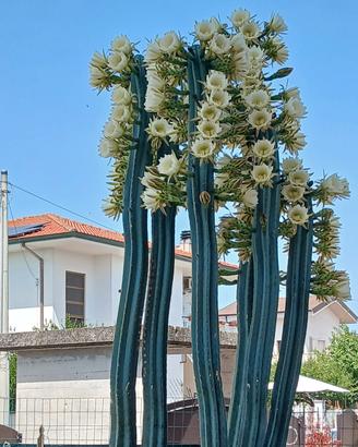pianta grassa