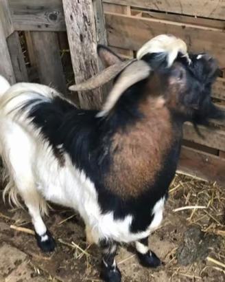 Maschio Tibetano