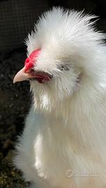 Moroseta coppia Gallo e gallina