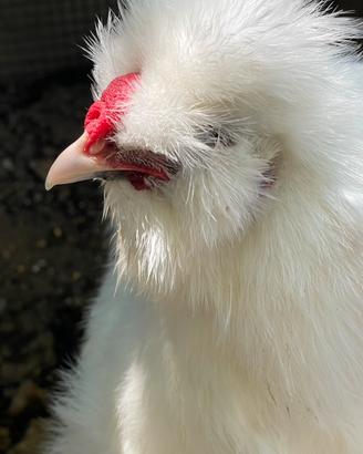Moroseta coppia Gallo e gallina