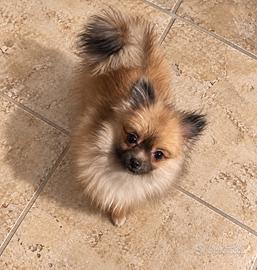 Femmina Pomerania mini 6 mesi